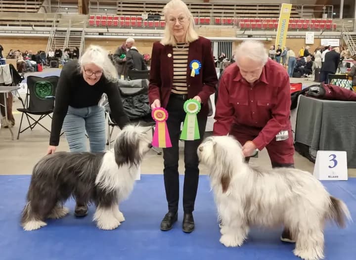 Att föra fram en hund på utställning.