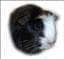 Cavia